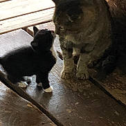 Pugsley And Hobbs is registered to the contest to win money with this photo: affection, animal, black_and_white, blurred, cat, close_up, cute, domestic_cat, feline, floor, indoor, interaction, kitten, nuzzling, pet, small, tabby_cat, two_animals, wooden_floor, young_animal
