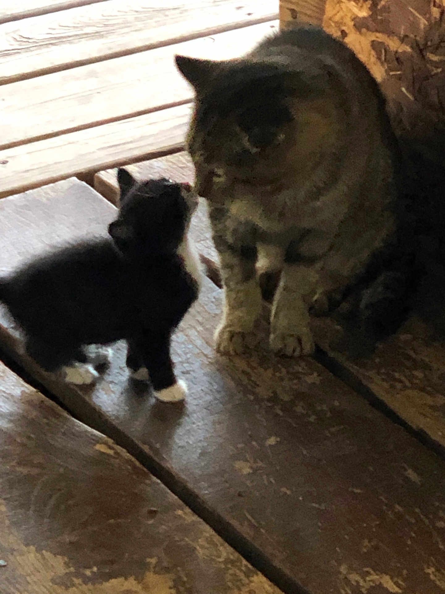 Pugsley And Hobbs is registered to the contest to win money with this photo: affection, animal, black_and_white, blurred, cat, close_up, cute, domestic_cat, feline, floor, indoor, interaction, kitten, nuzzling, pet, small, tabby_cat, two_animals, wooden_floor, young_animal