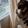 cat, calico_cat, pet, animal, window, curtain, indoors, winter, snow, outdoors, couch, upholstery, paws, whiskers, fur, black_fur, orange_fur, white_fur, sitting, cozy
