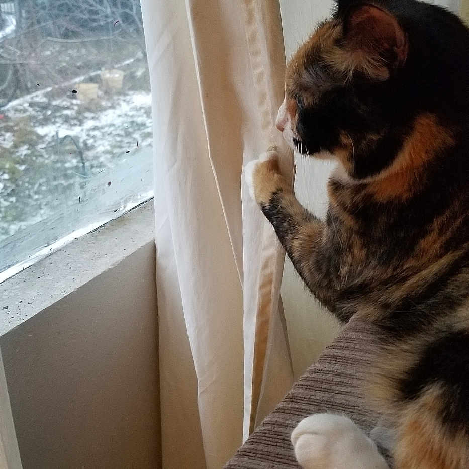 Gizmo