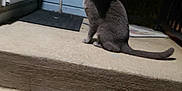 Orion Pax is registered to the contest to win money with this photo: cat, gray_cat, porch, night, concrete, steps, door, blue_wall, stick, railing, outdoor, animal, pet, looking_back, quiet, shadow, house, side_view, alone, still