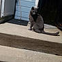 cat, gray_cat, porch, night, concrete, steps, door, blue_wall, stick, railing, outdoor, animal, pet, looking_back, quiet, shadow, house, side_view, alone, still