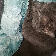 Orion Pax is registered to the contest to win money with this photo: cat, gray_cat, sleeping, resting, blanket, blue_blanket, soft_texture, fur, pet, animal, cozy, indoor, closeup, relaxing, comfort, home, cute, whiskers, ear, nap