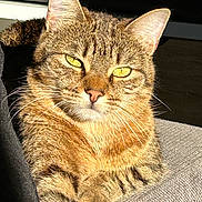 Lazer a rejoint le concours — aidez-le/la à gagner de superbes lots ! cat, tabby, tabby_cat, pet, animal, feline, whiskers, yellow_eyes, ears, fur, portrait, close_up, sunlight, indoor, sofa, paw, relaxed, nose, striped, muzzle
