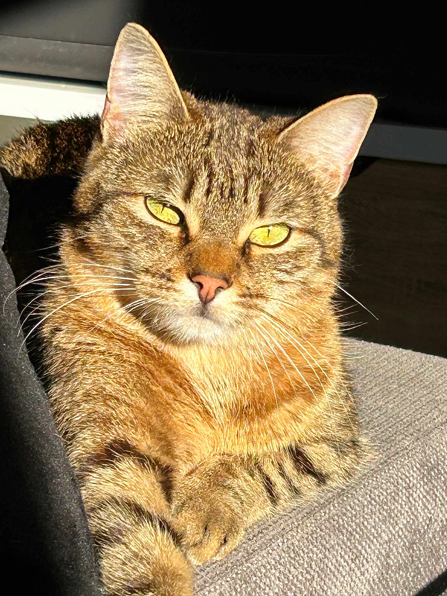 Lazer a rejoint le concours — aidez-le/la à gagner de superbes lots ! cat, tabby, tabby_cat, pet, animal, feline, whiskers, yellow_eyes, ears, fur, portrait, close_up, sunlight, indoor, sofa, paw, relaxed, nose, striped, muzzle