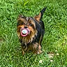 Zoe participe au concours pour gagner de l'argent avec cette photo : adorable, animal, canine, cute, dog, ears, field, fur, grass, greenery, mouth, nature, outdoor, pacifier, pet, playful, small_dog, summer, toy, walking