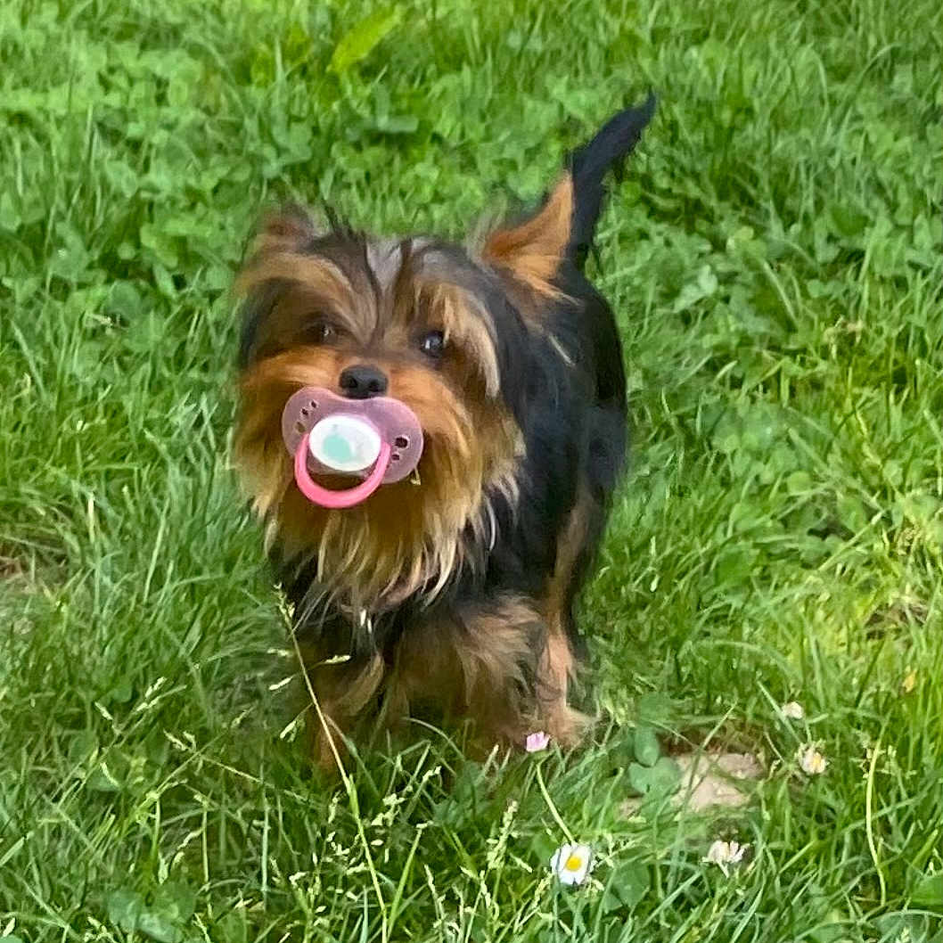 Zoe