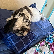 Sherry joined the competition — help win amazing prizes! dog, shih_tzu, small_dog, black_and_white, fluffy, sleeping, lying_down, curled_up, pet, bed, blanket, bedding, blue_blanket, floral_blanket, bedroom, indoor, cozy, long_hair, relaxed, portrait