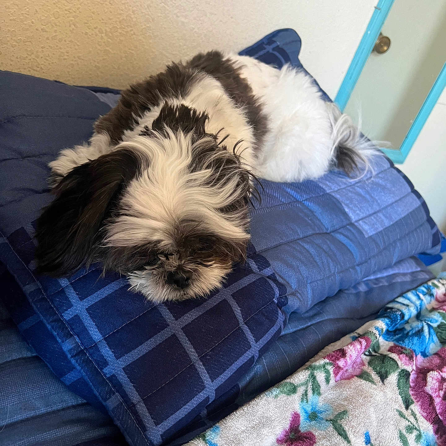 Sherry joined the competition — help win amazing prizes! dog, shih_tzu, small_dog, black_and_white, fluffy, sleeping, lying_down, curled_up, pet, bed, blanket, bedding, blue_blanket, floral_blanket, bedroom, indoor, cozy, long_hair, relaxed, portrait