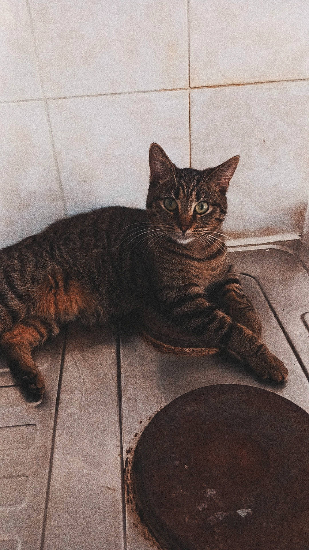 Lynda participe au concours pour gagner de l'argent avec cette photo : carnivore, cat, comfort, domestic_short_haired_cat, eye, felidae, flooring, fur, grey, metal, paw, road_surface, sitting, small_to_medium_sized_cats, snout, tail, terrestrial_animal, whiskers, window, wood