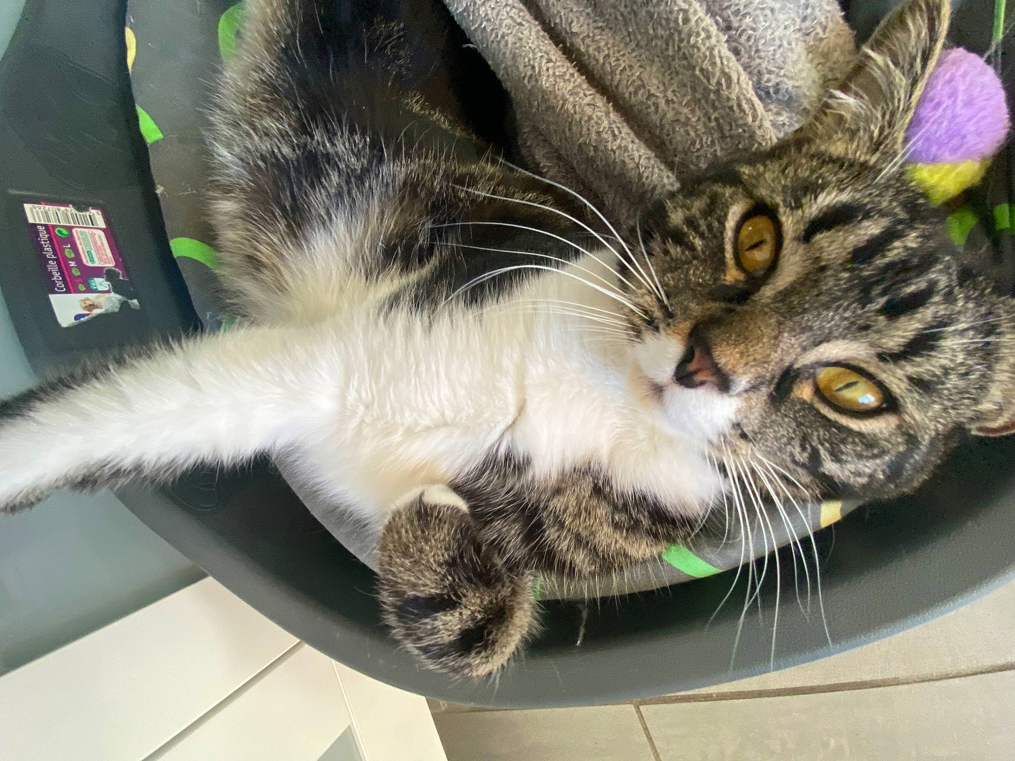 Pistache a rejoint le concours — aidez-le/la à gagner de superbes lots ! carnivore, cat, claw, comfort, domestic_short_haired_cat, eye, felidae, foot, fur, mammal, nap, paw, plant, sleep, small_to_medium_sized_cats, snout, tail, vertebrate, whiskers