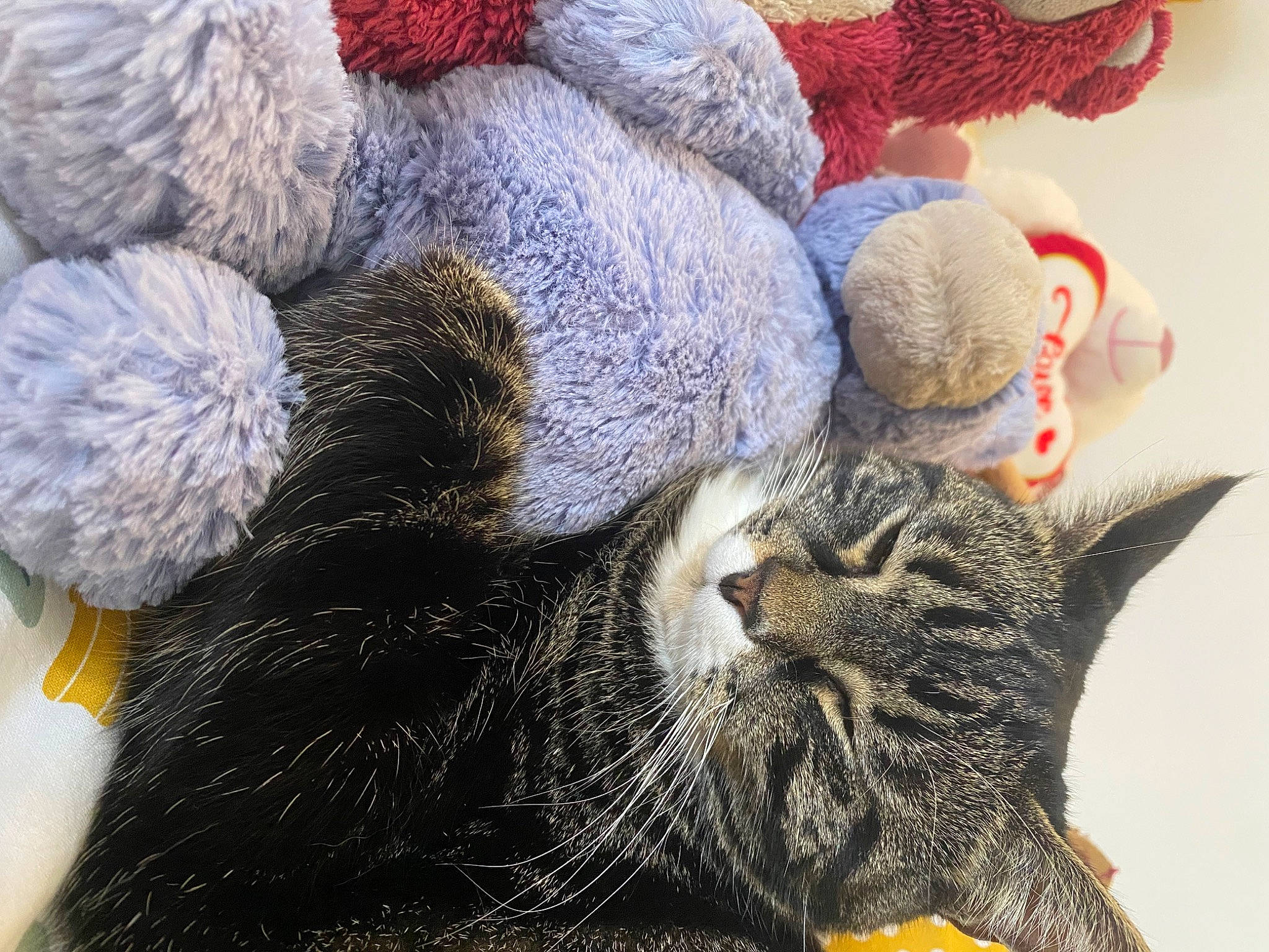 Pistache participe au concours pour gagner de l'argent avec cette photo : carnivore, cat, claw, comfort, domestic_short_haired_cat, felidae, fur, grey, hat, nap, paw, small_to_medium_sized_cats, snout, stuffed_toy, tail, textile, thread, whiskers, wool, woolen