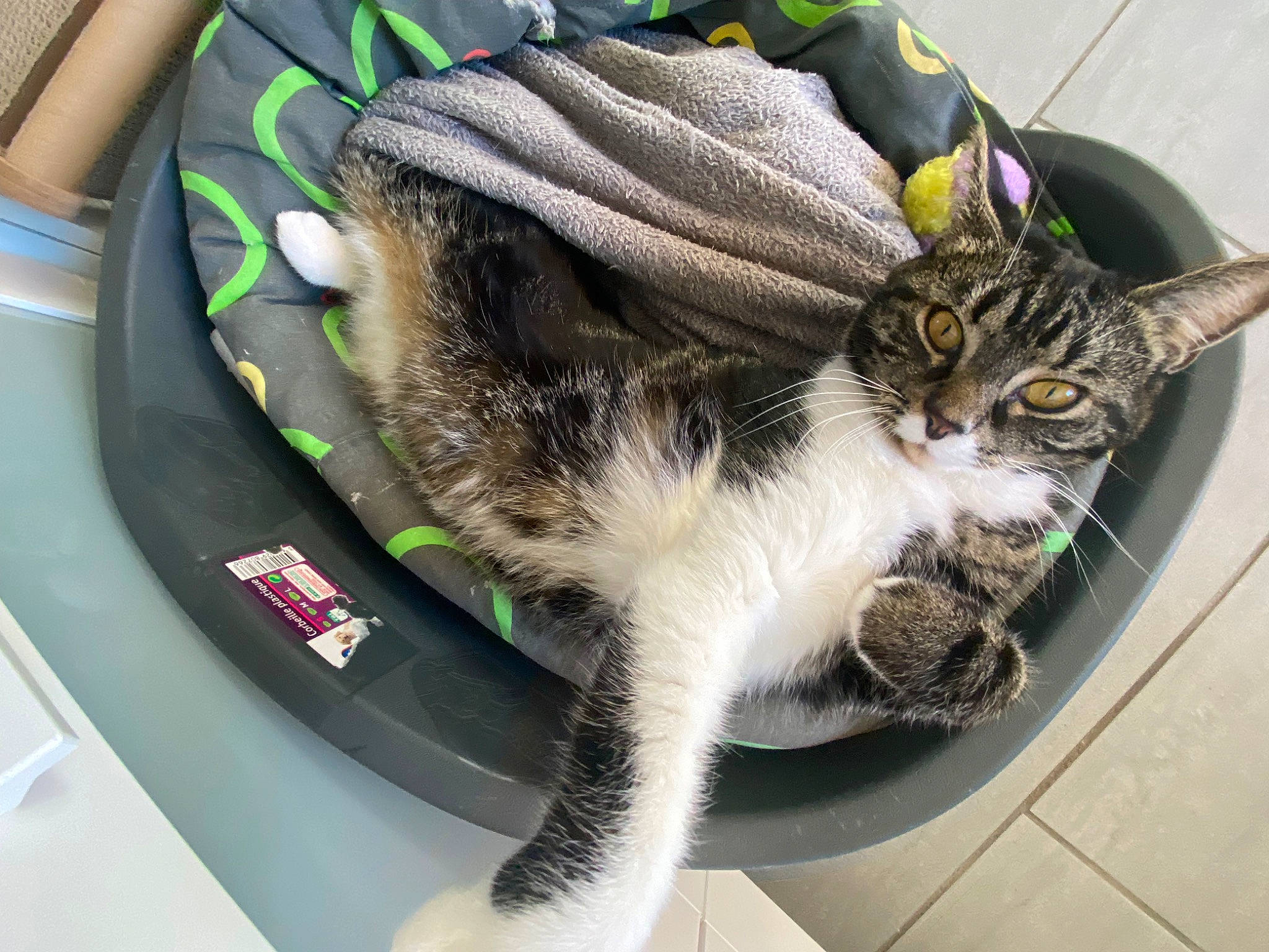 Pistache participe au concours pour gagner de l'argent avec cette photo : automotive_exterior, automotive_tire, automotive_window_part, bag, carnivore, cat, comfort, domestic_short_haired_cat, fashion_accessory, felidae, fender, fur, luggage_and_bags, paw, sitting, small_to_medium_sized_cats, tail, vehicle_door, whiskers, windshield