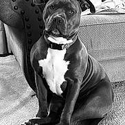 Letty joined the competition — help win amazing prizes! animal, armchair, black_and_white, blanket, canine, carpet, collar, dog, domestic, ears, face, furniture, home, indoor, paw, pet, portrait, relaxed, sitting, snout