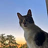 Lucky a rejoint le concours — aidez-le/la à gagner de superbes lots ! cat, animal, pet, outdoor, sky, sunset, twilight, nature, tree, building, fur, whiskers, ears, face, curious, standing, silhouette, evening, quiet, peaceful
