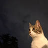 Lucky participe au concours pour gagner de l'argent avec cette photo : cat, night, animal, pet, outdoor, sky, dark, tree, fur, whiskers, curious, mammal, portrait, looking, wildlife, nature, feline, eyes, quiet, silhouette