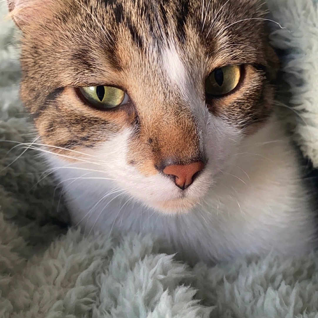 Lucky a rejoint le concours — aidez-le/la à gagner de superbes lots ! cat, tabby, close_up, face, eyes, ears, fur, whiskers, blanket, cozy, soft, texture, indoor, pet, animal, resting, cute, comfort, warm, relaxation