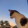 cat, side_profile, sunset, sky, trees, outdoor, animal, pet, feline, nature, evening, calm, silhouette, background, fur, whiskers, peaceful, looking_away, window, balcony