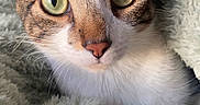 Lucky participe au concours pour gagner de l'argent avec cette photo : cat, pet, animal, feline, closeup, portrait, green_eyes, whiskers, ears, nose, fur, tabby, striped, blanket, soft, cozy, indoor, cute, curious, face