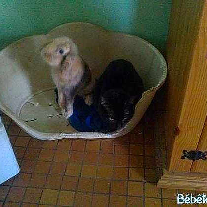 Guizmo a rejoint le concours — aidez-le/la à gagner de superbes lots !