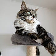 Dali a rejoint le concours — aidez-le/la à gagner de superbes lots ! cat, tabby, green_eyes, fur, whiskers, cat_perch, indoor, pet, relaxed, feline, animal, cozy, resting, long_hair, cute, domestic_cat, looking_away, soft, claws, fluffy