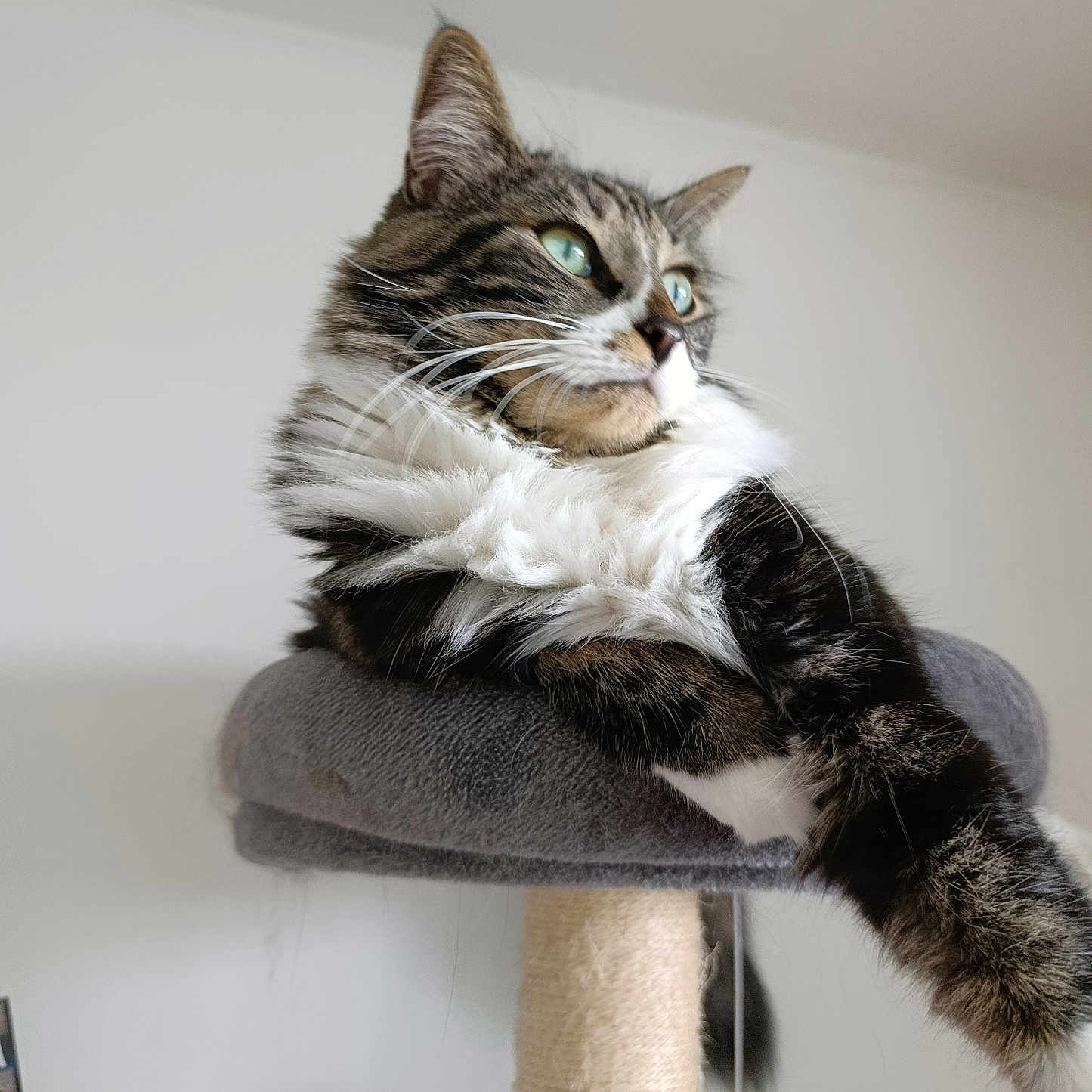 Dali