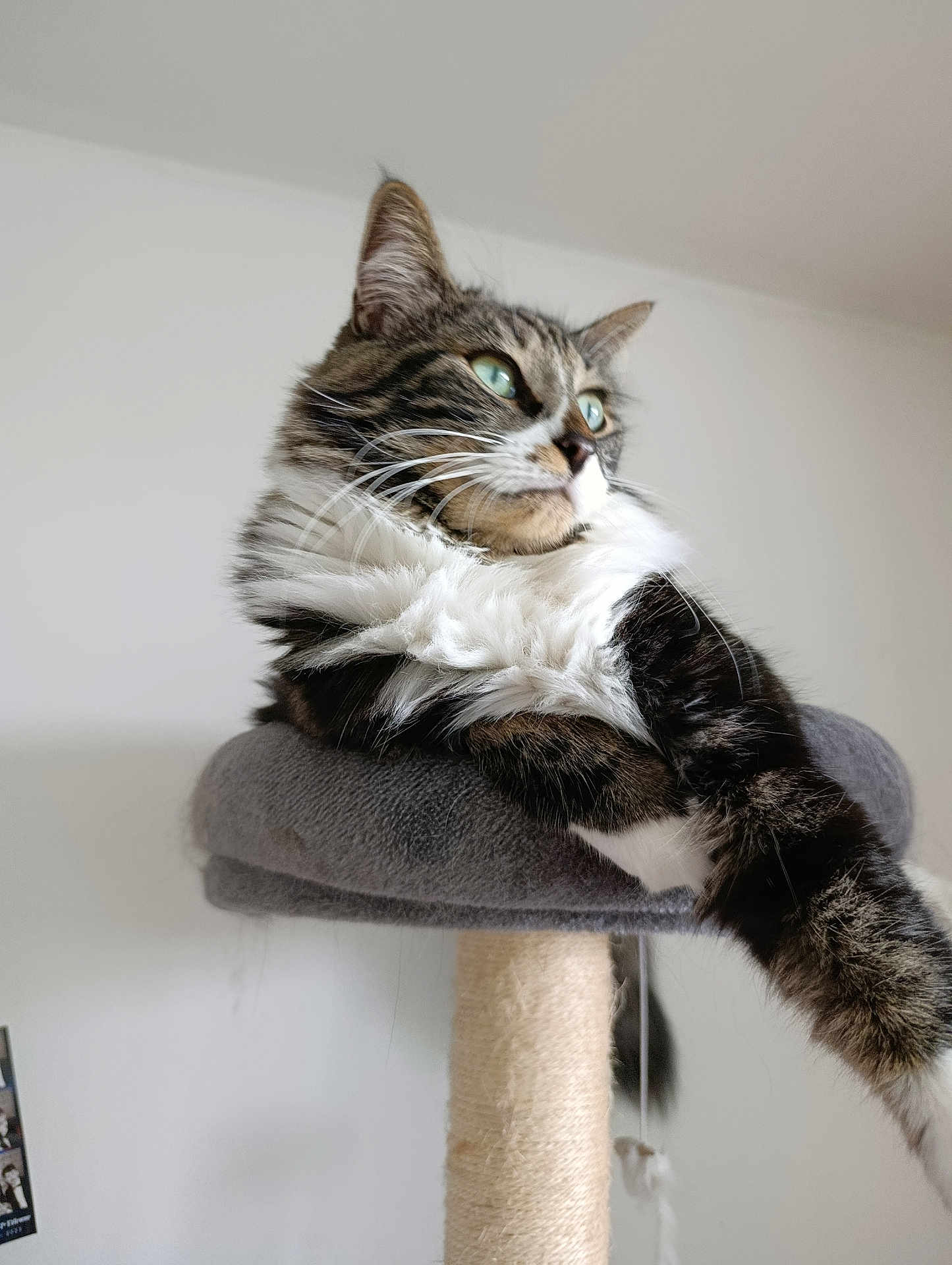 Dali a rejoint le concours — aidez-le/la à gagner de superbes lots ! cat, tabby, green_eyes, fur, whiskers, cat_perch, indoor, pet, relaxed, feline, animal, cozy, resting, long_hair, cute, domestic_cat, looking_away, soft, claws, fluffy