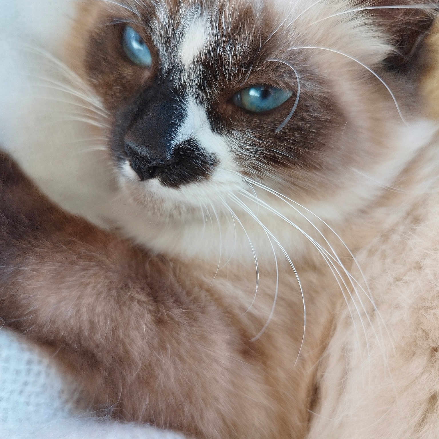 Léo