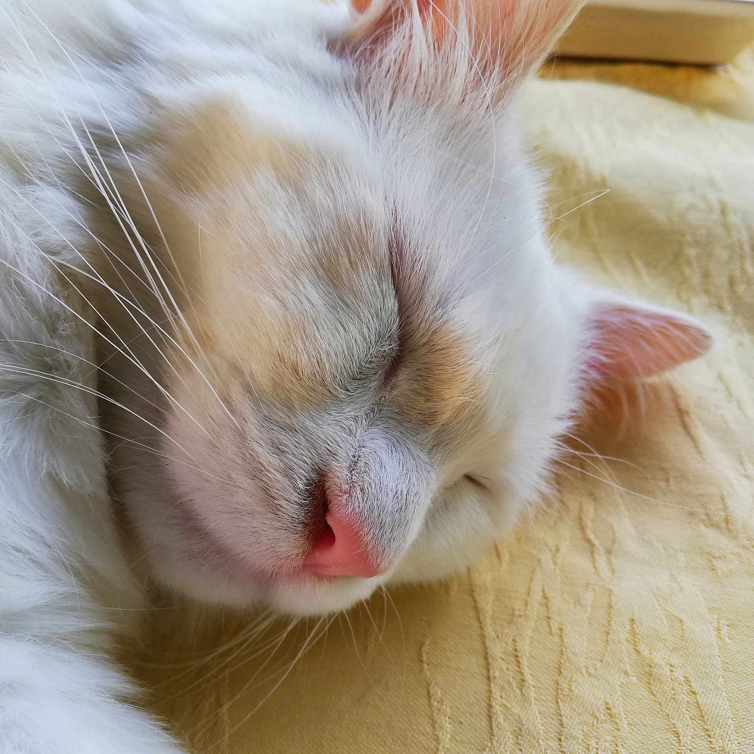 Blanc Blanc