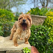 Nanouille participe au concours pour gagner de l'argent avec cette photo : dog, small_dog, shaggy_dog, tan_fur, long_hair, open_mouth, barking, standing, outdoor, garden, plants, greenery, potted_plant, stone_wall, garden_wall, portrait, centered_subject, blurred_background, natural_light, funny_expression
