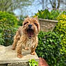 dog, small_dog, shaggy_dog, tan_fur, long_hair, open_mouth, barking, standing, outdoor, garden, plants, greenery, potted_plant, stone_wall, garden_wall, portrait, centered_subject, blurred_background, natural_light, funny_expression