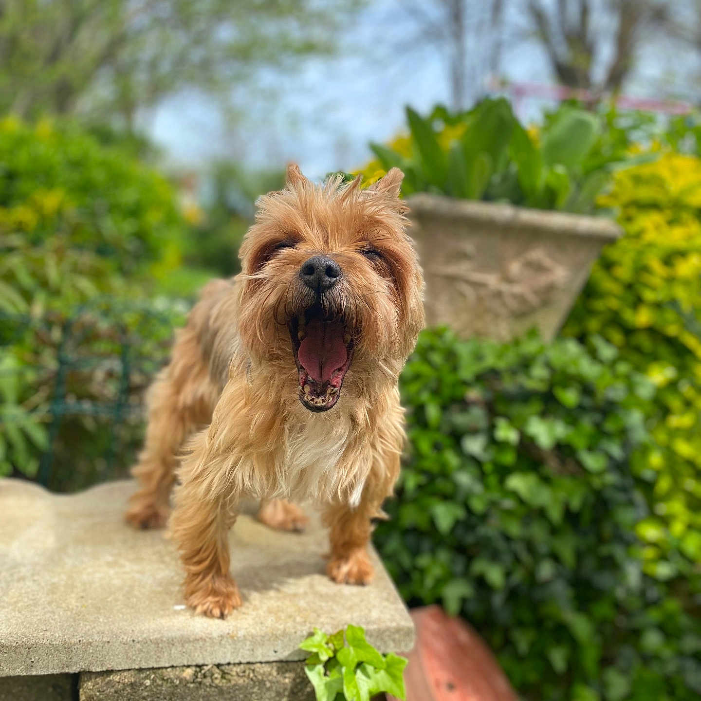 Nanouille participe au concours pour gagner de l'argent avec cette photo : dog, small_dog, shaggy_dog, tan_fur, long_hair, open_mouth, barking, standing, outdoor, garden, plants, greenery, potted_plant, stone_wall, garden_wall, portrait, centered_subject, blurred_background, natural_light, funny_expression