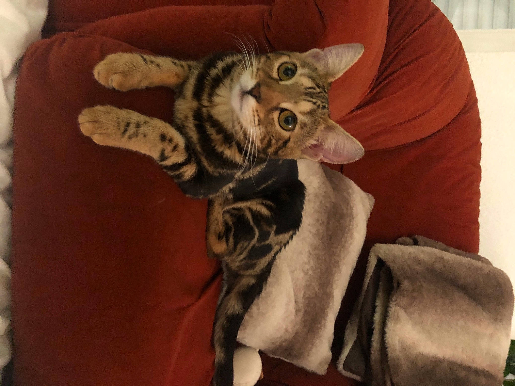 Malou a rejoint le concours — aidez-le/la à gagner de superbes lots ! carnivore, cat, claw, comfort, domestic_short_haired_cat, fawn, felidae, fur, linens, military_camouflage, pattern, paw, room, sleeve, small_to_medium_sized_cats, snout, tail, terrestrial_animal, textile, whiskers