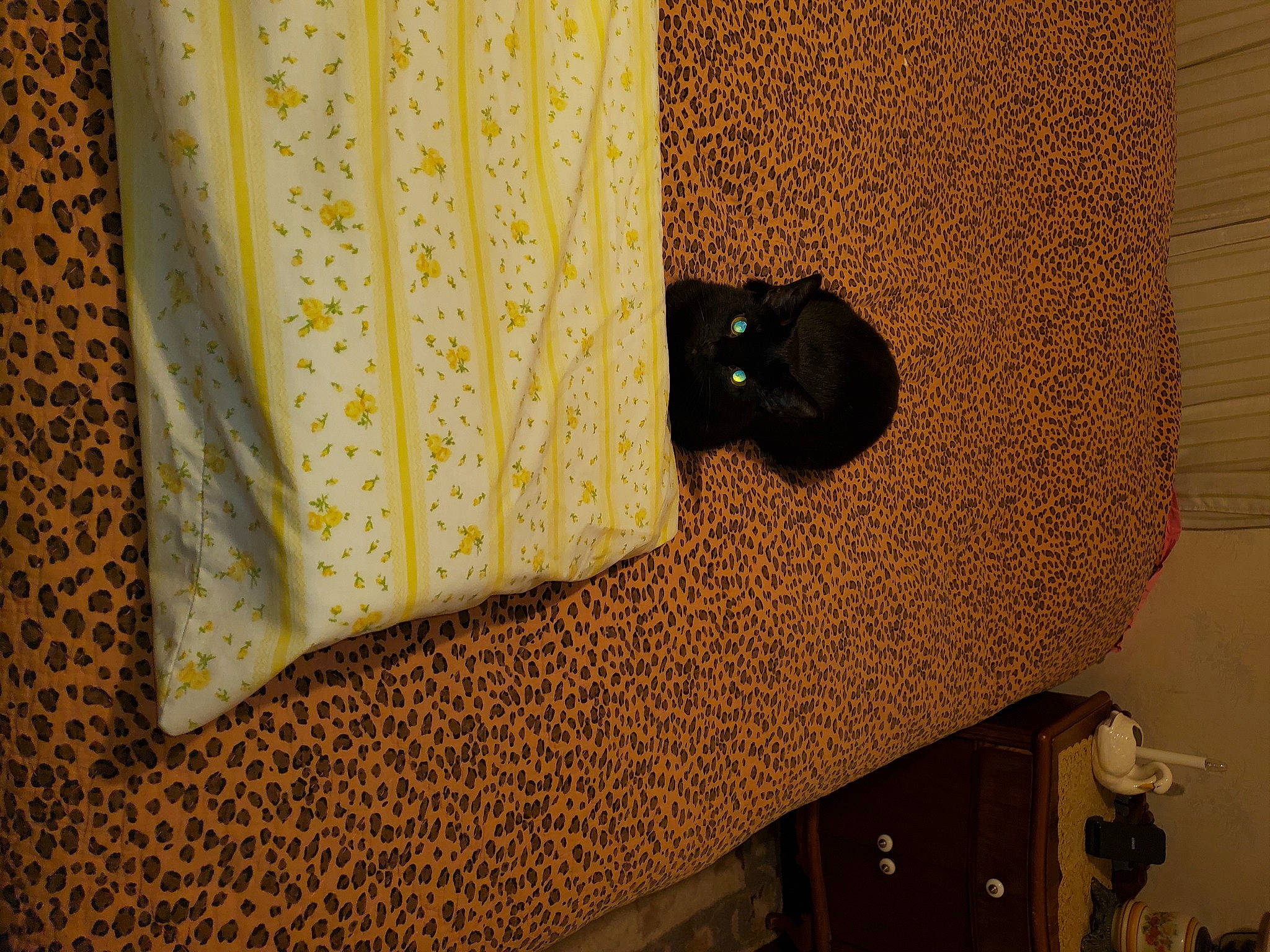 Midnight is registered to the contest to win money with this photo: curtain, door, felidae, floor, flooring, formal_wear, hardwood, home_accessories, home_door, house, linens, pattern, peach, room, sleeve, window_treatment, wood