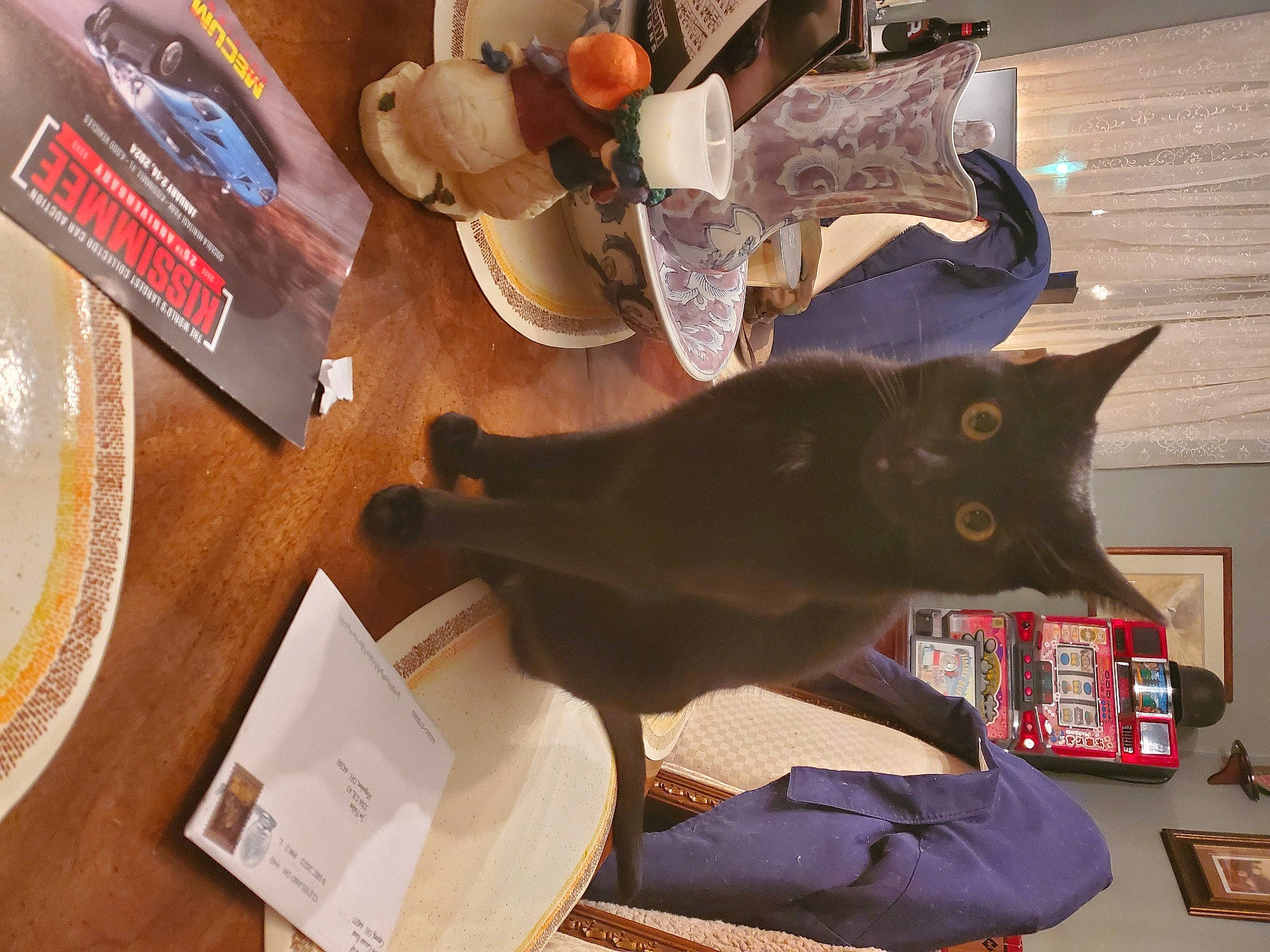 Midnight joined the competition — help win amazing prizes! black_cat, brown, carnivore, cat, domestic_short_haired_cat, felidae, flooring, flowerpot, fur, hardwood, houseplant, plant, plate, shelf, small_to_medium_sized_cats, table, tail, vertebrate, whiskers, wood