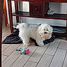 animal, clean, cute, decor, dog, floor_tiles, fluffy, furniture, home, indoor, living_room, mop_toy, pet, playful, plush_toy, rug, small_dog, toy, white_dog, wooden_table