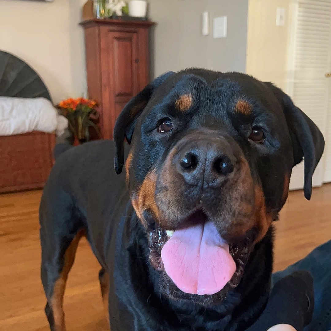 Jaxson joined the competition — help win amazing prizes! animal, architecture, building, clothing, computerhardware, couch, electronics, furniture, hardware, hosiery, indoors, interiordesign, livingroom, monitor, plant, pottedplant, room, screen, sock, tv