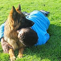 Junior a rejoint le concours — aidez-le/la à gagner de superbes lots ! bohemian_shepherd, canidae, carnivore, companion_dog, dog, dog_breed, east_european_shepherd, german_shepherd_dog, grass, king_shepherd, kunming_wolfdog, lawn, mammal, old_german_shepherd_dog, police_dog, shiloh_shepherd_dog, tervuren, vertebrate