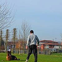 Junior participe au concours pour gagner de l'argent avec cette photo : canidae, carnivore, companion_dog, dog, dog_breed, dog_sports, obedience_training