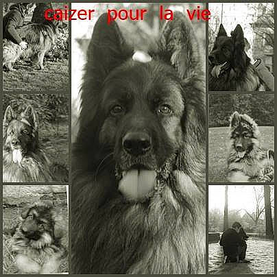Caizer a rejoint le concours — aidez-le/la à gagner de superbes lots ! ancient_dog_breeds, canidae, carnivore, dog, dog_breed, german_shepherd_dog, king_shepherd, mammal, norwegian_elkhound, photo_caption, shiloh_shepherd_dog, snout, vertebrate