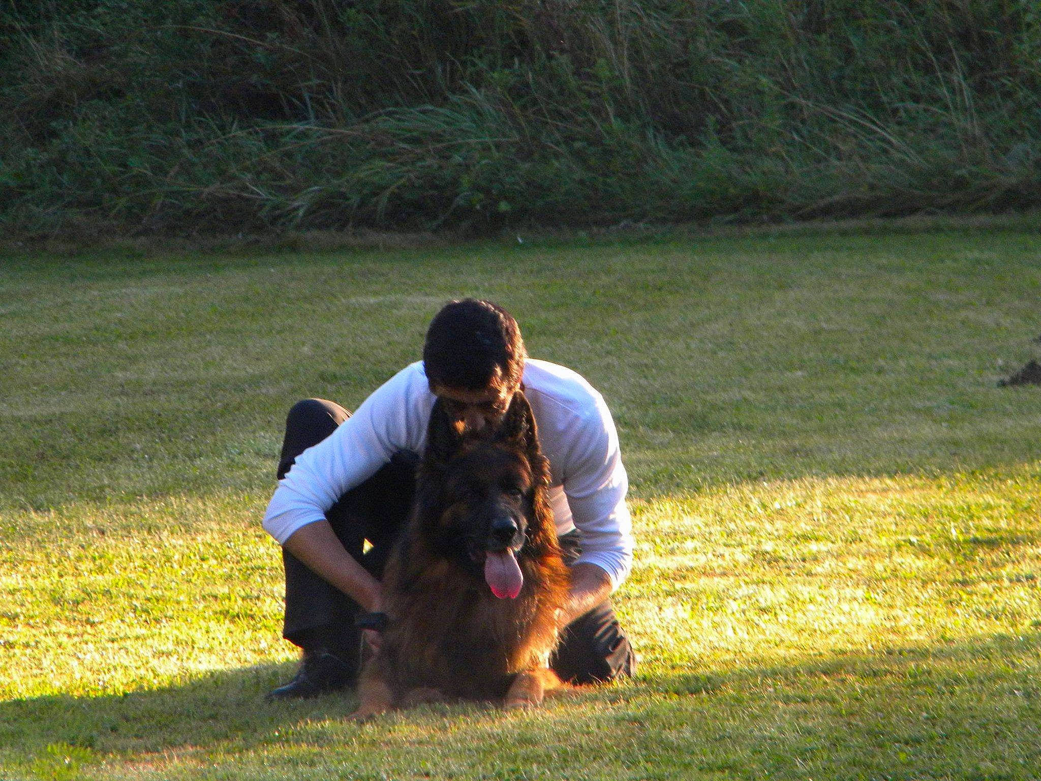 Caizer participe au concours pour gagner de l'argent avec cette photo : briard, canidae, carnivore, dog, dog_breed, grass, lawn, obedience_training, police_dog, schutzhund, sporting_group, working_dog