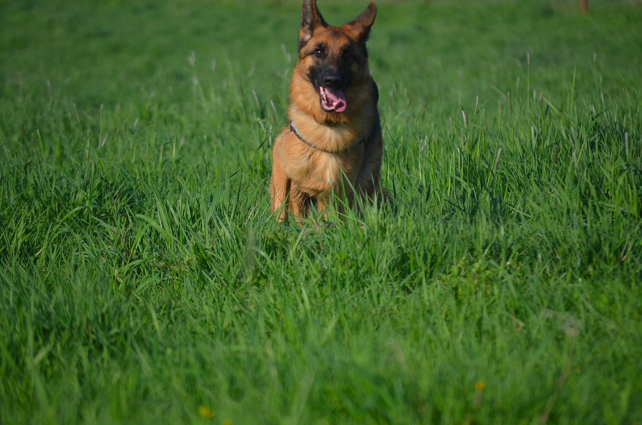 Indra a rejoint le concours — aidez-le/la à gagner de superbes lots ! belgian_shepherd, belgian_shepherd_malinois, canidae, carnivore, dog, dog_breed, fawn, german_shepherd_dog, grass, king_shepherd, kunming_wolfdog, mammal, meadow, old_german_shepherd_dog, plant, shiloh_shepherd_dog, tervuren, vertebrate, wildlife, working_dog