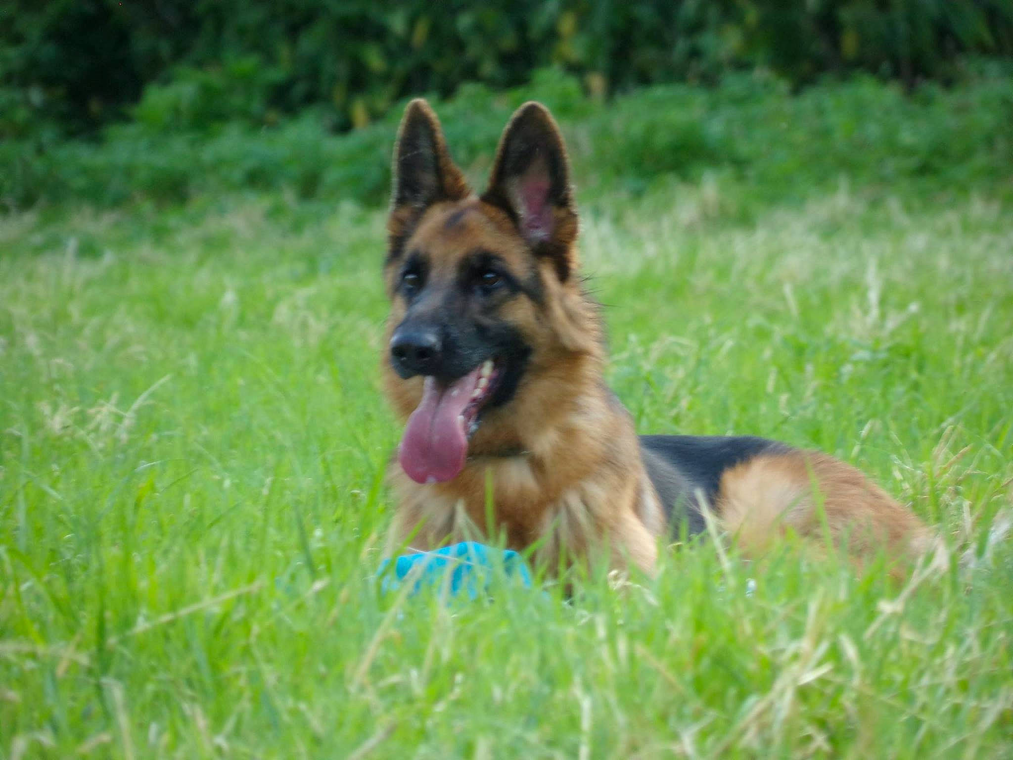 Indra participe au concours pour gagner de l'argent avec cette photo : belgian_shepherd, belgian_shepherd_malinois, bohemian_shepherd, canidae, carnivore, dog, dog_breed, east_european_shepherd, german_shepherd_dog, herding_dog, king_shepherd, kunming_wolfdog, mammal, old_german_shepherd_dog, rare_breed_dog, shiloh_shepherd_dog, tervuren, vertebrate, working_dog