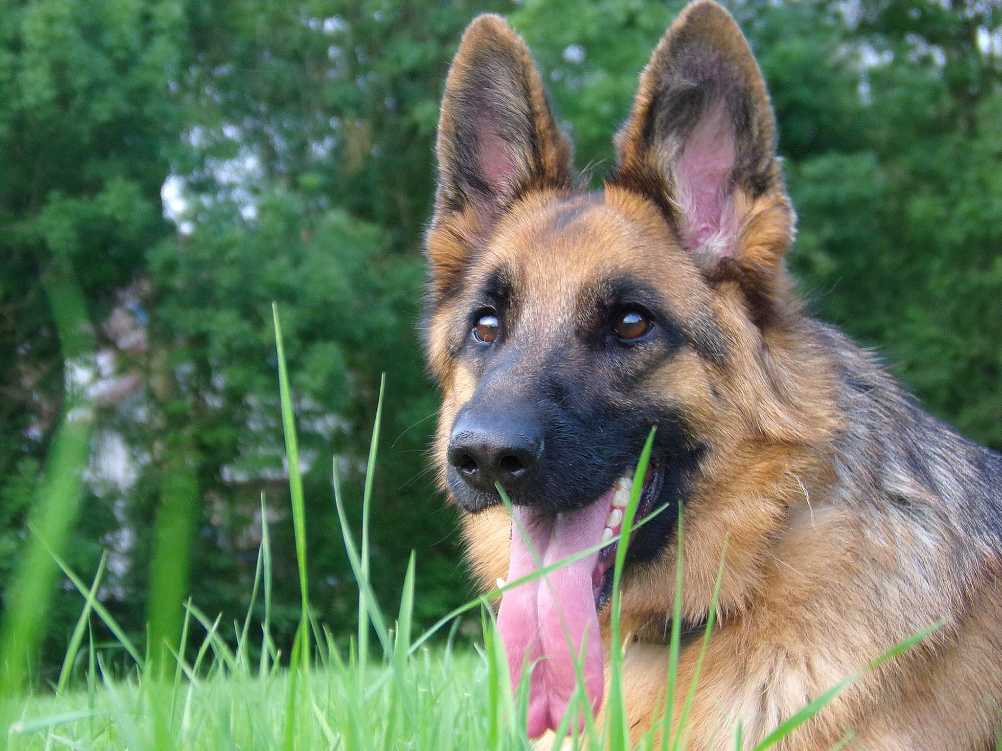 Indra participe au concours pour gagner de l'argent avec cette photo : belgian_shepherd, belgian_shepherd_malinois, bohemian_shepherd, canidae, carnivore, dog, dog_breed, east_european_shepherd, german_shepherd_dog, grass, king_shepherd, kunming_wolfdog, mammal, old_german_shepherd_dog, rare_breed_dog, shiloh_shepherd_dog, snout, tervuren, vertebrate, working_dog