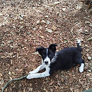 Queeny a rejoint le concours — aidez-le/la à gagner de superbes lots ! puppy, dog, black_and_white, stick, forest_floor, leaves, earth, outdoor, playful, curious, pet, animal, young_dog, nature, ground, paw, ears, tail, person_leg, shoe