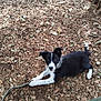 puppy, dog, black_and_white, stick, forest_floor, leaves, earth, outdoor, playful, curious, pet, animal, young_dog, nature, ground, paw, ears, tail, person_leg, shoe