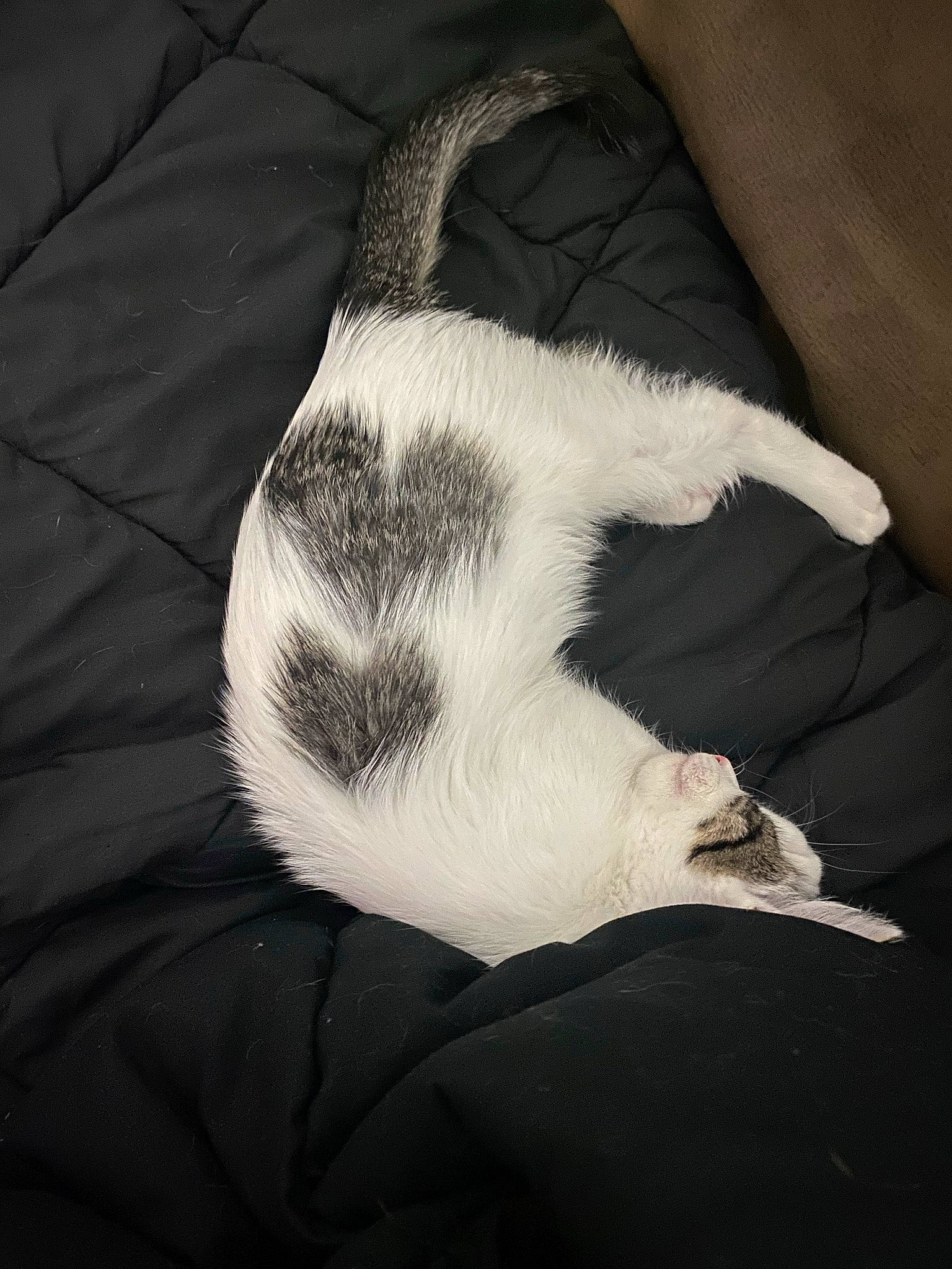 Doug joined the competition — help win amazing prizes! canidae, carnivore, cat, comfort, dog_breed, felidae, foot, fur, gesture, grey, human_leg, monochrome_photography, paw, small_to_medium_sized_cats, snout, sporting_group, tail, tints_and_shades, vertebrate, whiskers