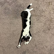 Kitty is registered to the contest to win money with this photo: black_and_white, carpet, cat, centered, curious, eyes, feline, fur, home, indoor, lying_down, paws, pet, playful, relaxed, soft_texture, stretched, top_down, tuxedo_cat, whiskers