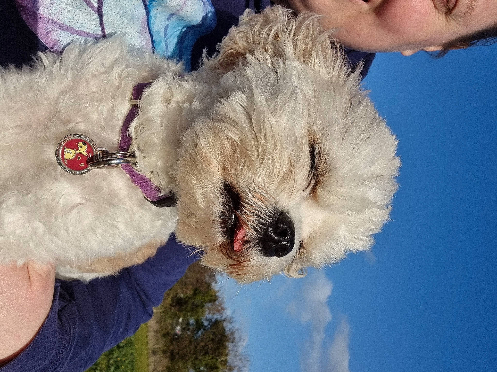 Cassie is registered to the contest to win money with this photo: canidae, carnivore, collar, companion_dog, dog, dog_breed, dog_clothes, dog_collar, fawn, fur, gesture, happy, pet_supply, sky, snout, sporting_group, sunglasses, terrier, toy, toy_dog
