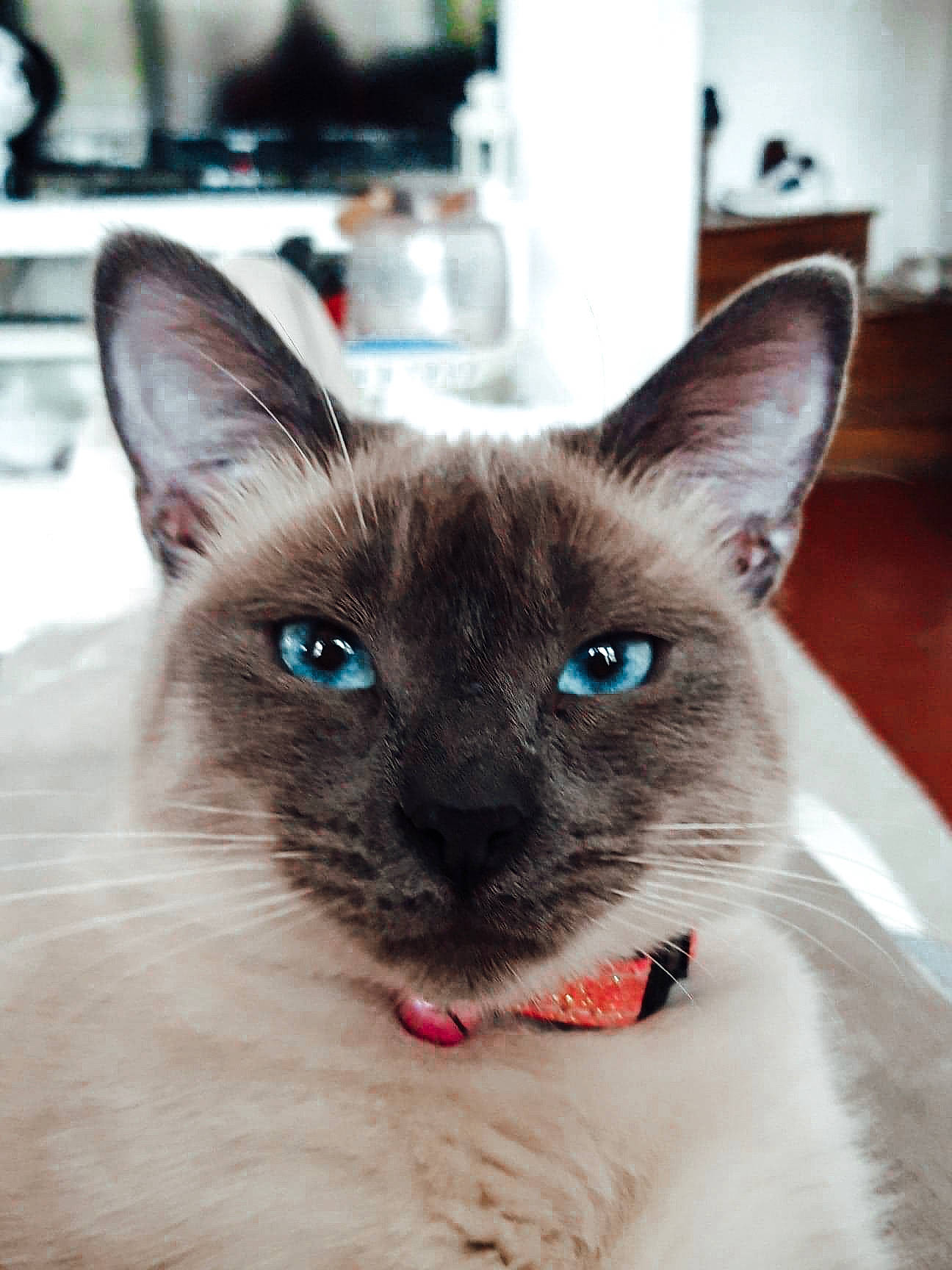 Nalha participe au concours pour gagner de l'argent avec cette photo : carnivore, cat, domestic_short_haired_cat, eye, fawn, felidae, fixture, fur, head, iris, siamese, small_to_medium_sized_cats, snout, terrestrial_animal, whiskers